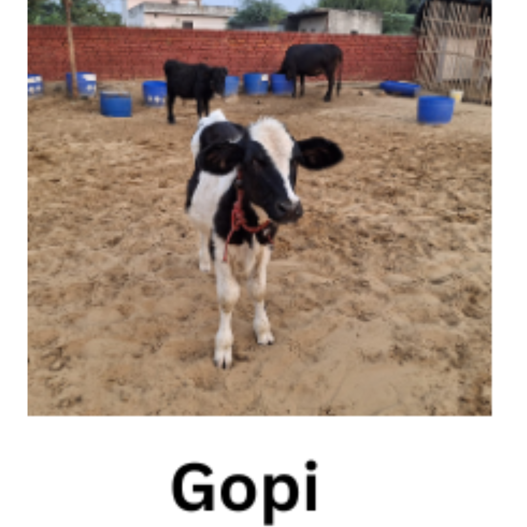 GOPI