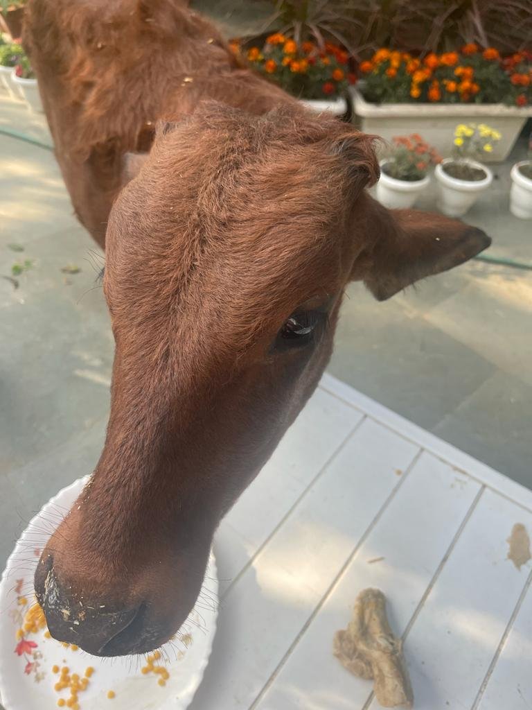 JAI GAUMATA