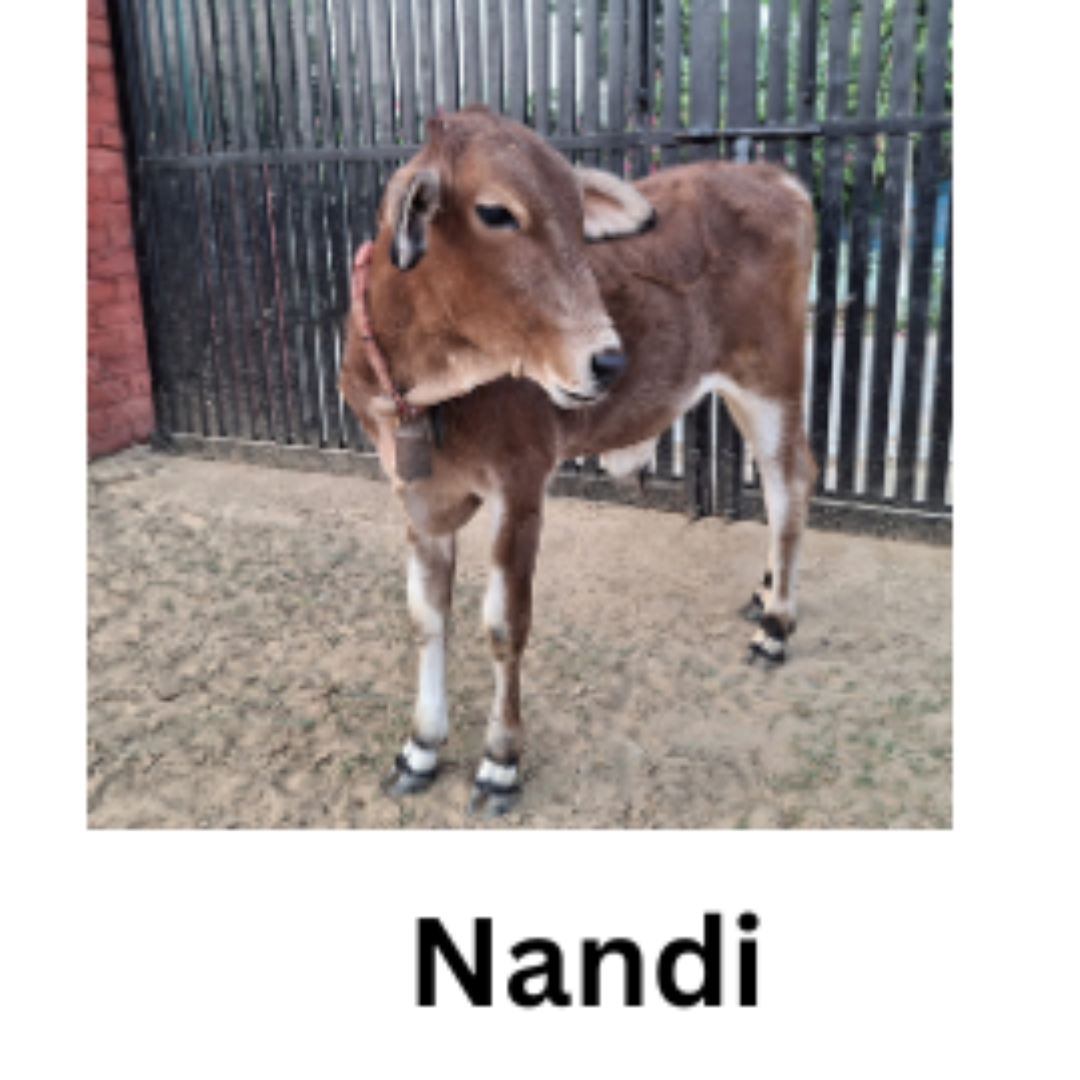 NANDI 