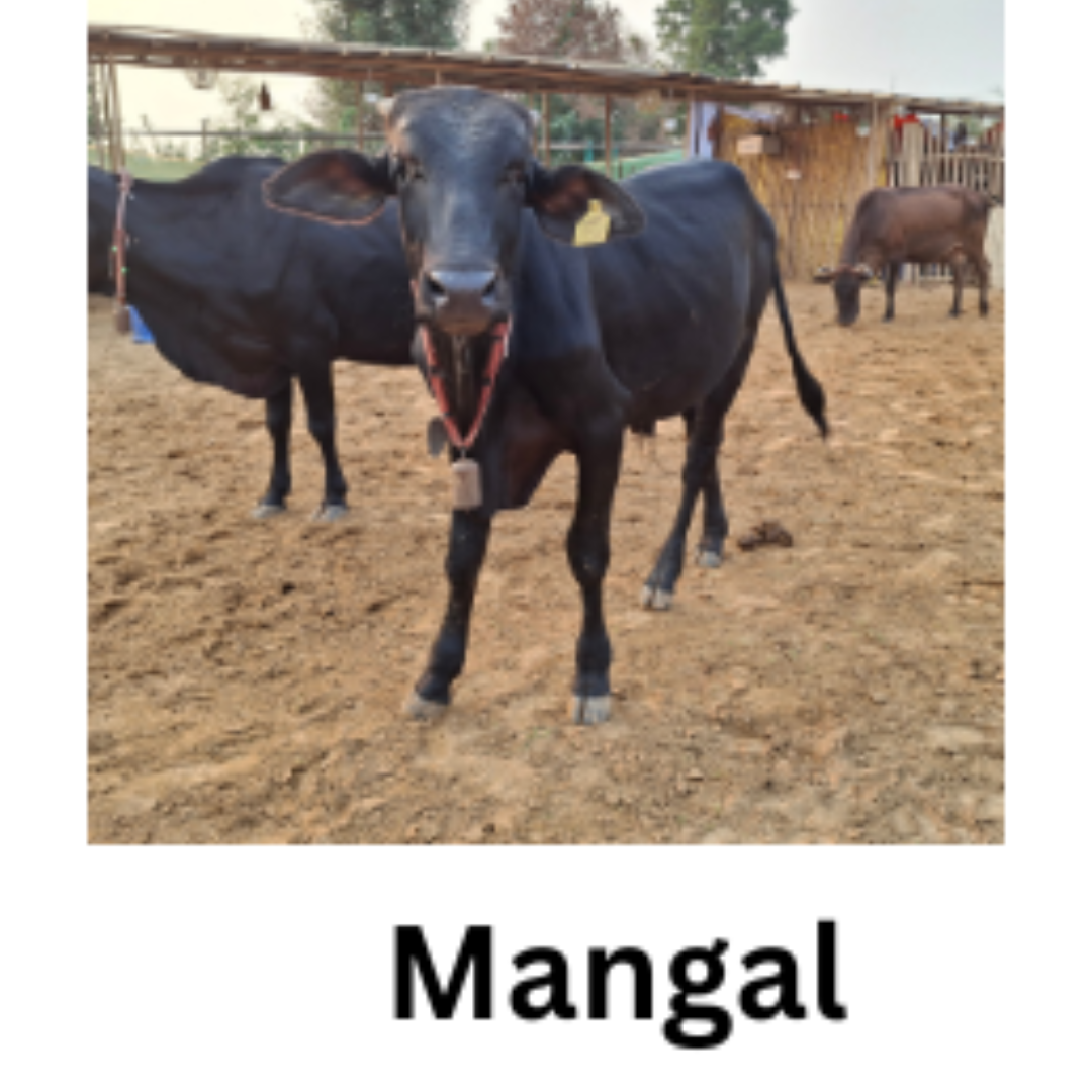 MANGAL