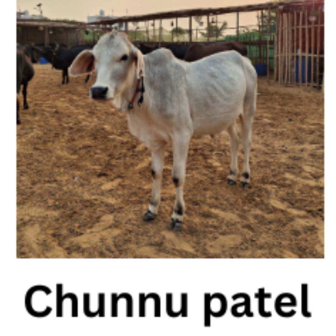 CHUNNU PATEL