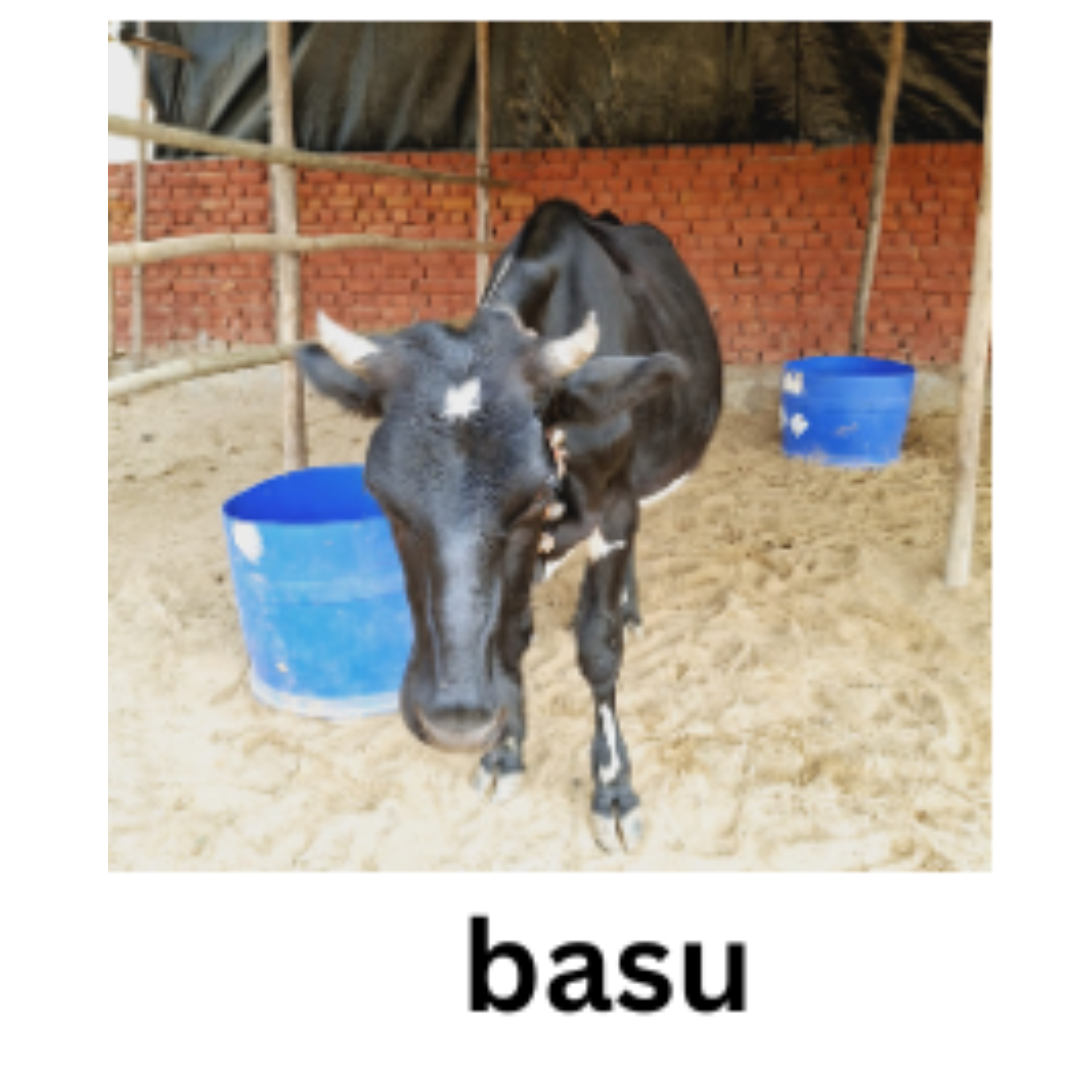 BASU